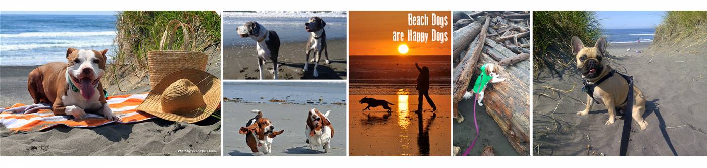 Dogs love the beach!